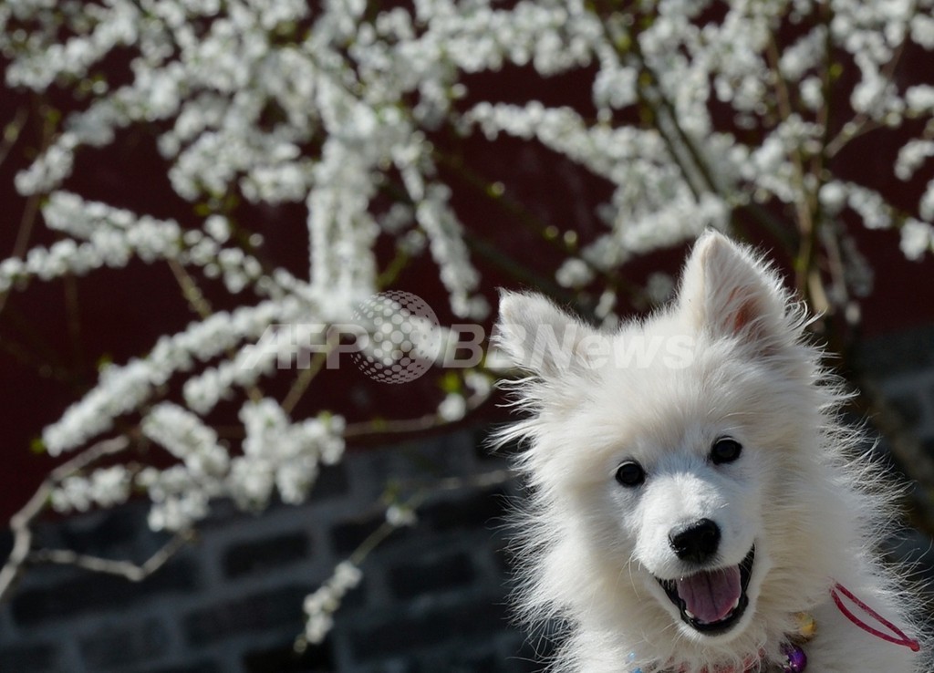 中国の地震予知犬、毎夜の「誤報」に近隣住民がうんざり 中国の地震予知犬、毎夜の「誤報」に近隣住民がうんざり