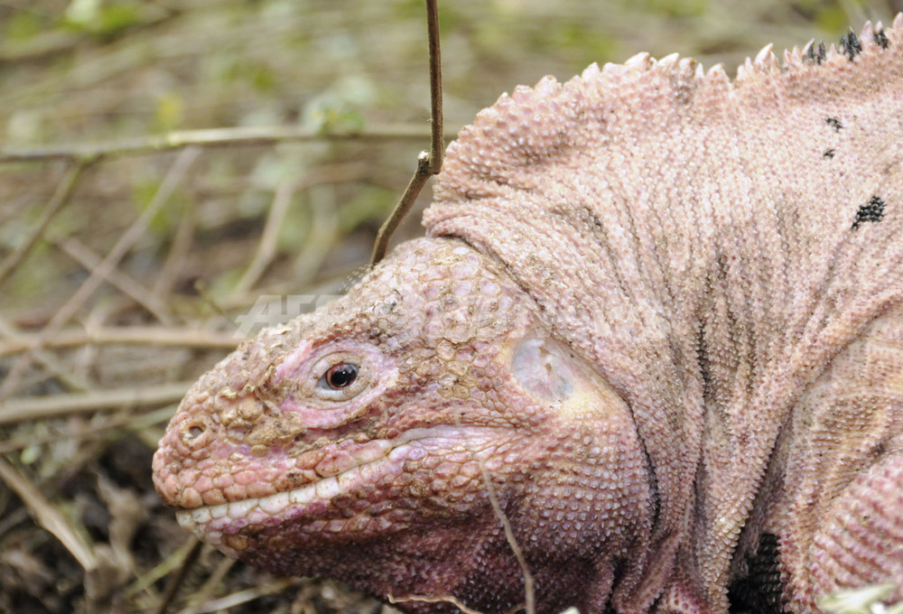 ガラパゴス諸島でピンクの新種イグアナ発見される 写真3枚 国際ニュース Afpbb News