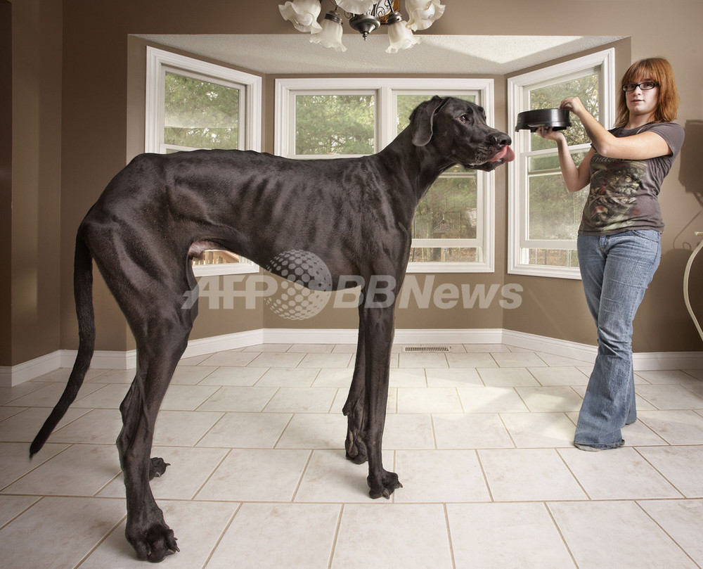 直立したら2 2メートル 世界一背の高い犬 ギネス認定 写真1枚 国際ニュース Afpbb News