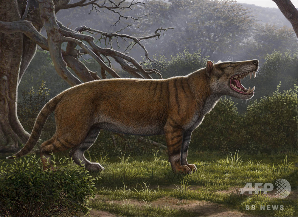 ホッキョクグマより巨大 新種の古代ライオン ケニアで骨と歯を発見 写真1枚 国際ニュース Afpbb News
