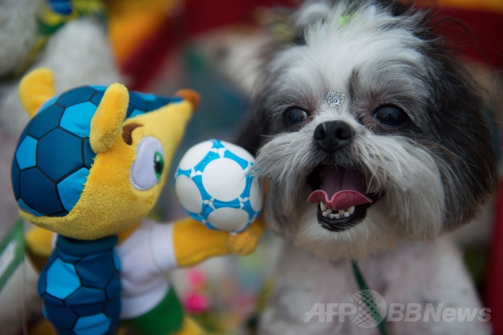 カーニバルの聖地リオでペットたちのパレード