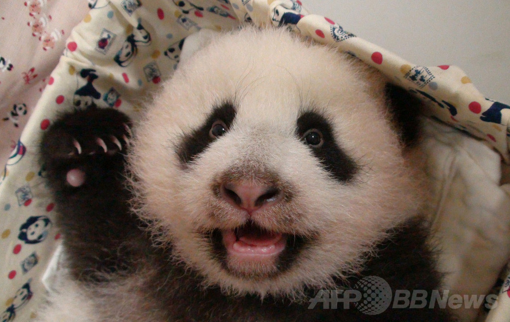 【特集】台湾の赤ちゃんパンダ成長記