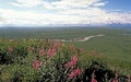 北極圏国立野生生物保護区内の海岸平野。米内務省の魚類野生生物局（FWS）提供（2001年8月3日提供、撮影日不明）。(c)AFP PHOTO /US FISH &amp; WILDLIFE SERVICES/HANDOUT
