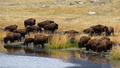 米イエローストーン国立公園（Yellowstone National Park）内で、池の水を飲むバッファローの群れ。

1872年に米国初の国立公園として設立されたイエローストーンには、1万を超える間欠泉や泥間欠泉、蒸気孔、温泉がある。ワイオミング（Wyoming）、モンタナ（Montana）、アイダホ（Idaho）の3州にまたがり、公園名はイエローストーン川（Yellowstone River）にちなんでいる（2012年10月8日撮影）。(c)AFP/Karen BLEIER