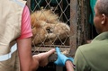 コロンビア環境保護当局によって西部カリの動物園に移送された、衰弱した20歳の雄ライオン「ジュピター」。カリ市長室提供（2020年2月27日撮影）。(c)AFP PHOTO / CALI MAYOR&apos;S OFFICE / GUILLERMO GUTIERREZ