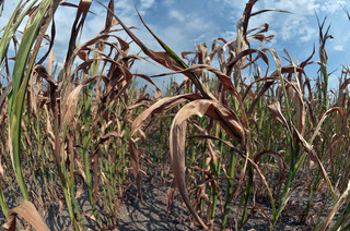 小麦など主要穀物3種、温暖化で収量減不可避 研究 小麦など主要穀物3種、温暖化で収量減不可避 研究