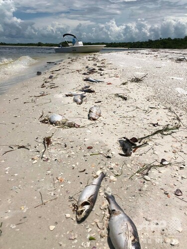 米フロリダで赤潮「過去10年で最悪」、海洋生物が大量死 写真6枚 国際