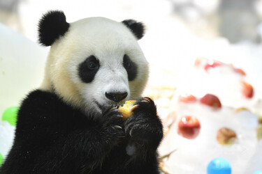 パンダの食べてるアイスはキンキンに冷えたタケノコ 広州 写真5枚 国際