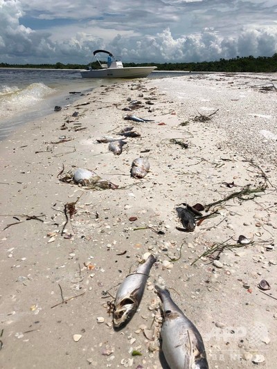 米フロリダで赤潮 過去10年で最悪 海洋生物が大量死 写真6枚 国際ニュース Afpbb News