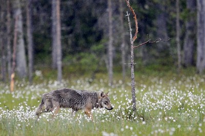 フィンランド、反対根強いオオカミの駆除を続行へ