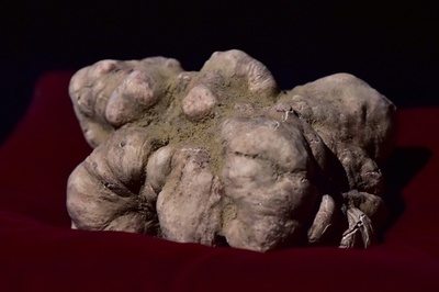 巨大な超高級食材白トリュフ、1320万円で落札 イタリア