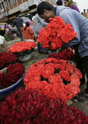 バレンタイン景気にわくインドのバラ栽培企業