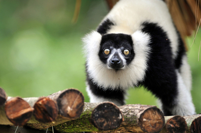 新居を満喫、シロクロエリマキキツネザル 南米コロンビア