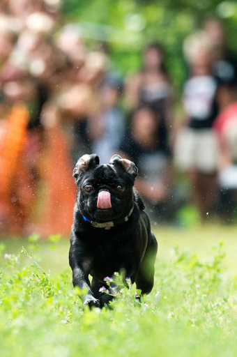 可愛らしいパグが大集合、独ベルリン