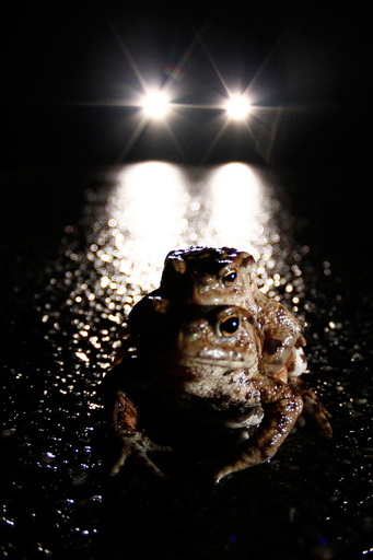 おんぶで渡れば怖くない、ドイツ