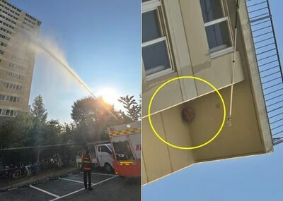 韓国・「蜂の巣」に立ち向かう消防士に、通りすがりの高齢者が言い放った「余計なひと言」