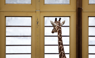 「寒そうだなぁ・・・」、雪景色見つめるキリン オランダ