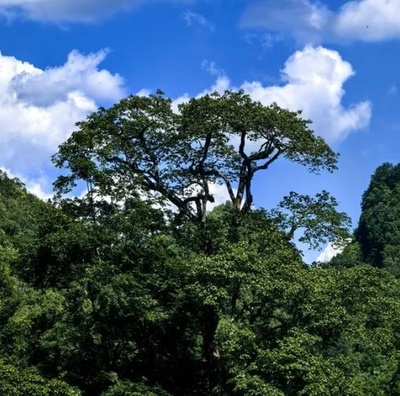 極度絶滅危惧植物「滇桐」 中国広西で70年ぶりに発見