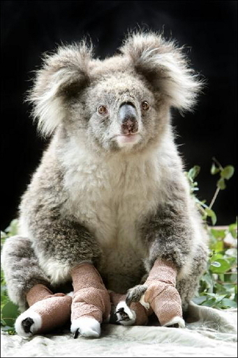 山火事を生き延びたコアラのサム、性感染症の手術中に死亡 豪州