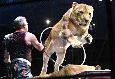 【写真特集】芸を磨き115年、「木下サーカス」の華麗なる演技