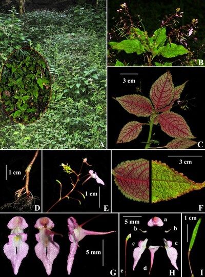 中国・武漢植物園の研究チーム、西蔵自治区でツリフネソウ属の新種発見