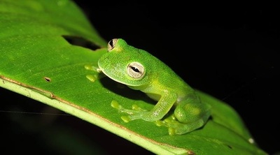 腹部が透明な「ガラスガエル」、18年ぶりに発見 ボリビア