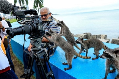【今日の1枚】カメラに好奇心、アライグマ パナマ