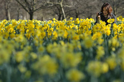 ロンドンに春の訪れ、ラッパズイセンの花畑