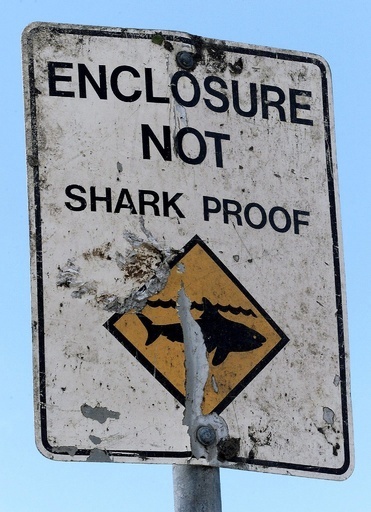 旅行先でサメ退治の英雄、母国で仕事をクビに