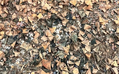 競合店がエサやり、営業妨害？…韓国・店にハトが突如集まり大迷惑