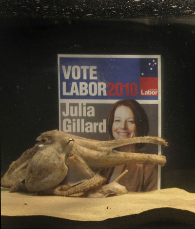 豪州でもタコ占い、総選挙の行方は？