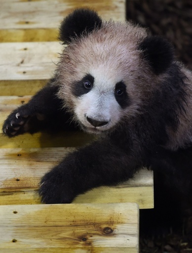 フランスの赤ちゃんパンダも一般公開、生後5か月のユアンメン