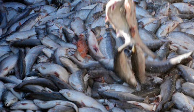 チリのサーモン養殖業界、抗生物質断ちプログラム開始