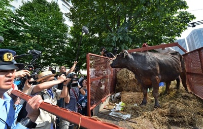 福島から被ばく牛連れ、農水省前で抗議 