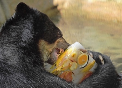 動物もあま～い氷がお好き？ 気温は40度 ブラジル・リオ