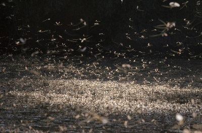 「花咲くティサ川」東欧カゲロウの風物詩 