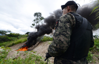 中米で進む森林破壊、原因は麻薬組織 米研究