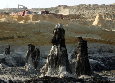 800万年前の太古の林を発見、ハンガリー