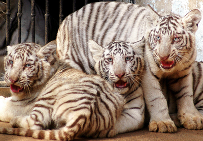 ホワイトベンガルタイガーの4兄弟 - インド