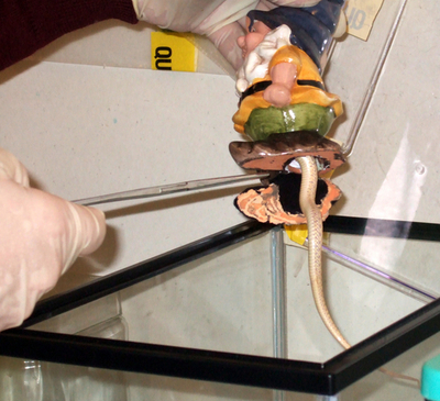 妖精のおなかから生きたヘビ、密輸に置物悪用