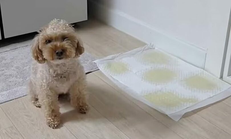 トイレシートを無駄なく使う犬の「ルンジ」＝飼い主のインスタグラム提供(c)news1