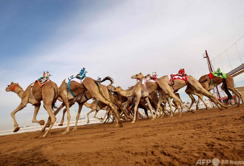 砂漠を疾走！ UAEでラクダレース