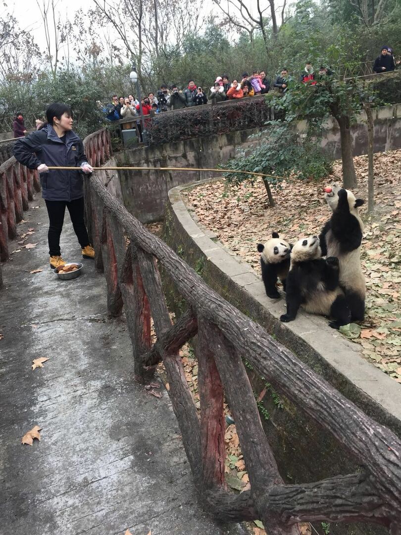 パンダが好きすぎて飼育員に、成都で夢かなえた日本人女性