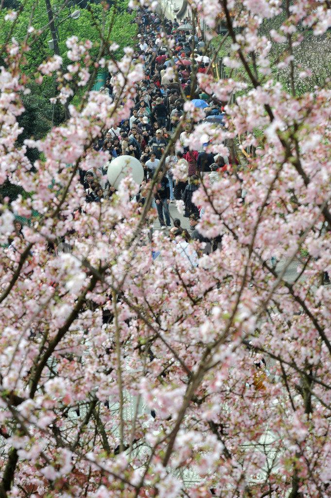 台湾の人びとの心とらえる桜と日本文化