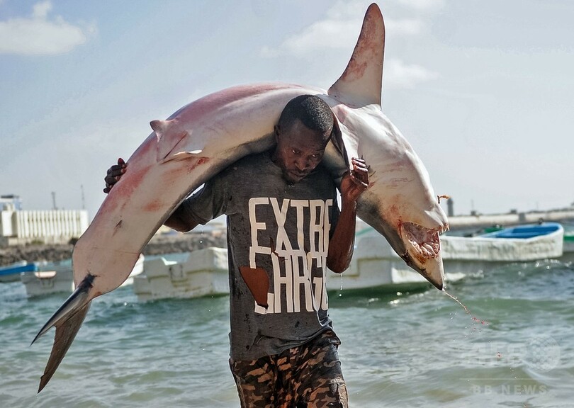 大物は頭で！サメを運ぶ漁師たち ソマリア