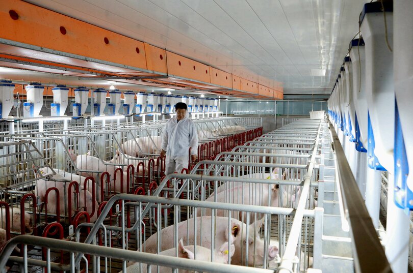 豚肉の供給量が次第に増加 第4四半期に需給改善 中国