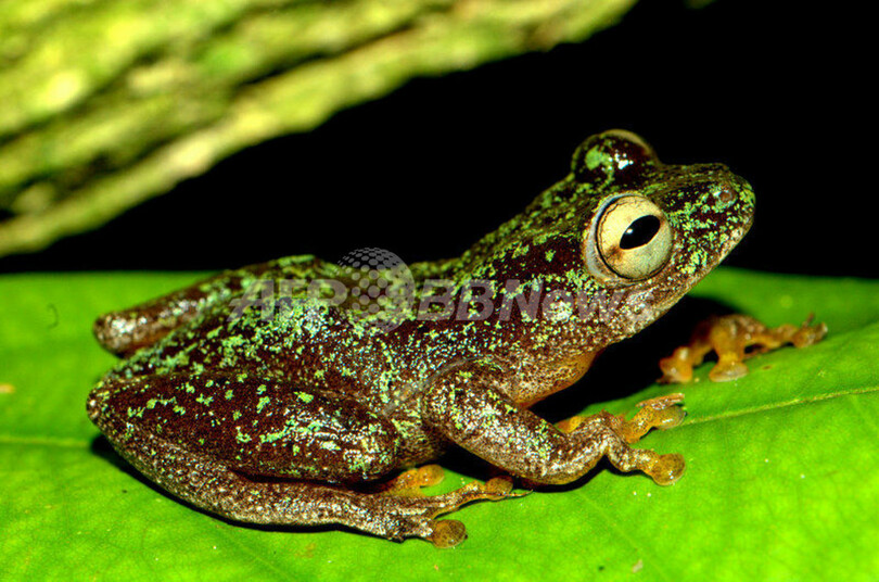 幻の両生類3種、生息していた メキシコとアフリカで再発見