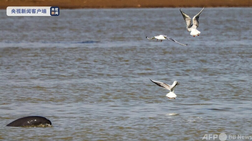 中国最大の淡水湖・鄱陽湖でスナメリと渡り鳥が餌をめぐってバトル