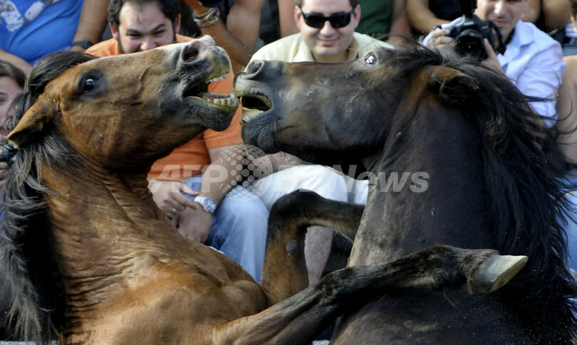 野生馬と人間が入り乱れての格闘 スペイン伝統の馬祭り 写真26枚 国際ニュース Afpbb News