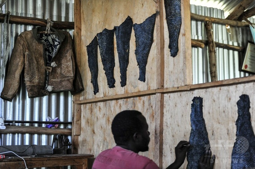 魚の皮を使った驚きの革製品にビジネスチャンス　ケニア